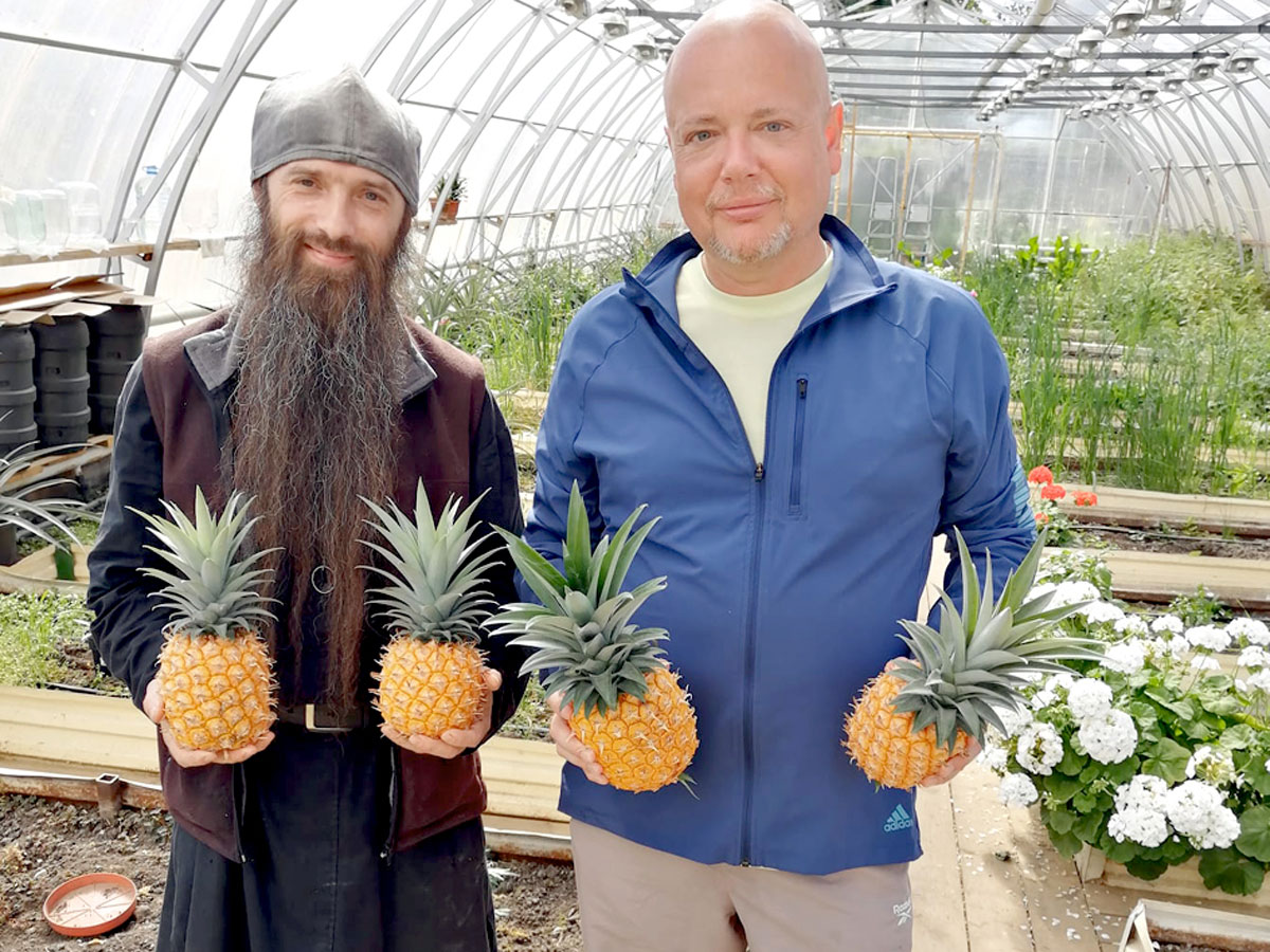 Урожай ананасов в Вааламе