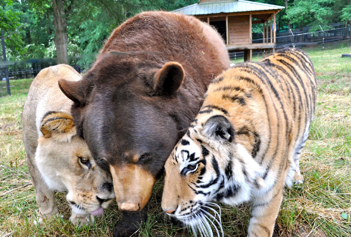 Шерхан, Балу и Лео - тигр, бурый медведь и лев из Атланты (США)