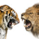 Тигр против льва
