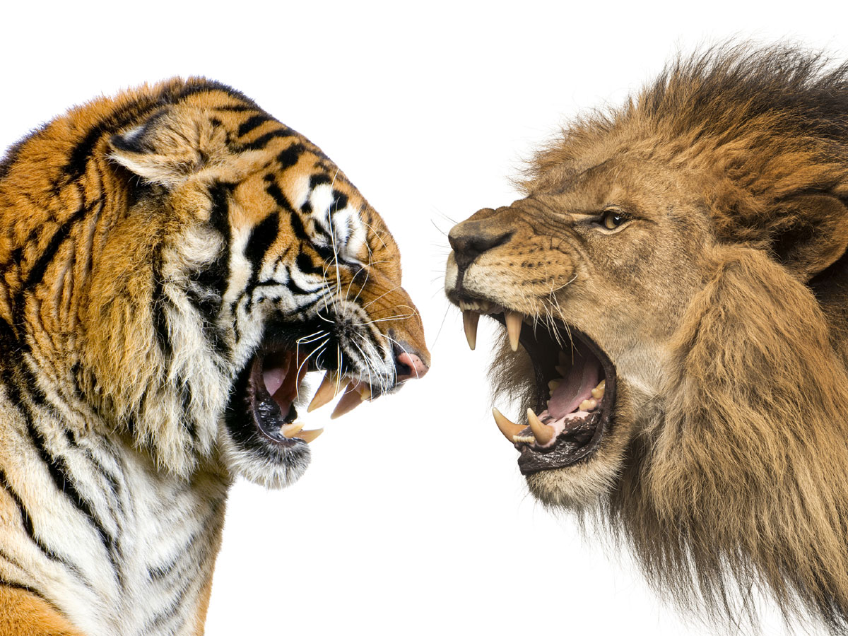 Тигр против льва
