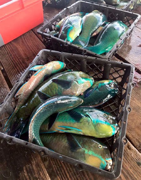 Острога - надежда рыболова