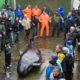 На Фарерских островах убили 1428 белобоких дельфинов