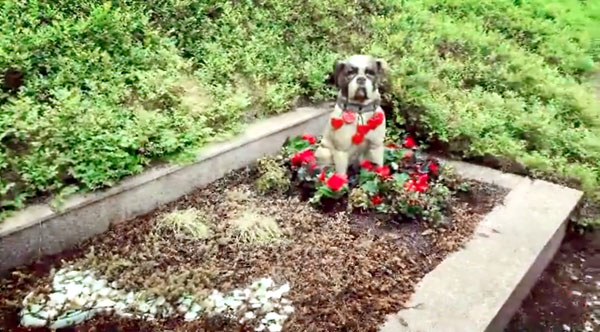 На могиле своих псов певица установила памятник в виде фигурки французского бульдога. На нем висят медальоны-сердечки с кличками ее собак и годами их жизни