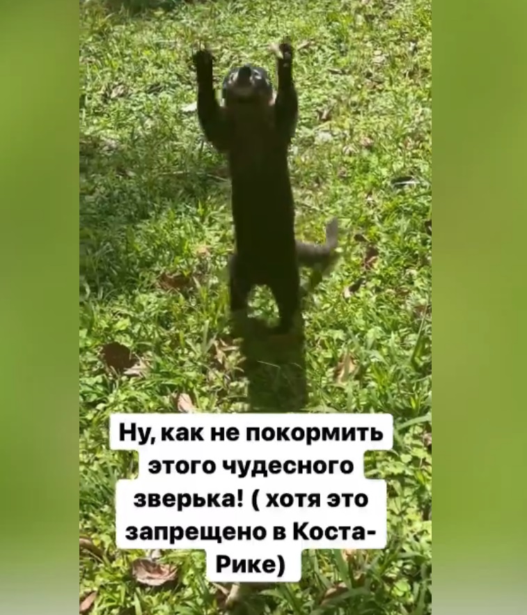 Лазарев встретил в Коста-Рике обаятельную носуху