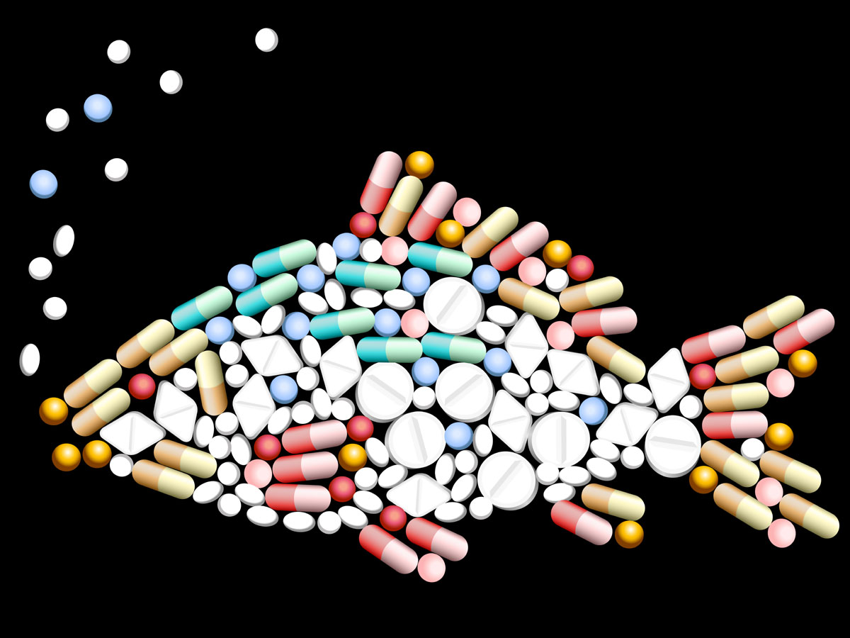 Противозачаточные препараты, попадая в окружающую среду с отходами, нарушают воспроизведение потомства у водных животных