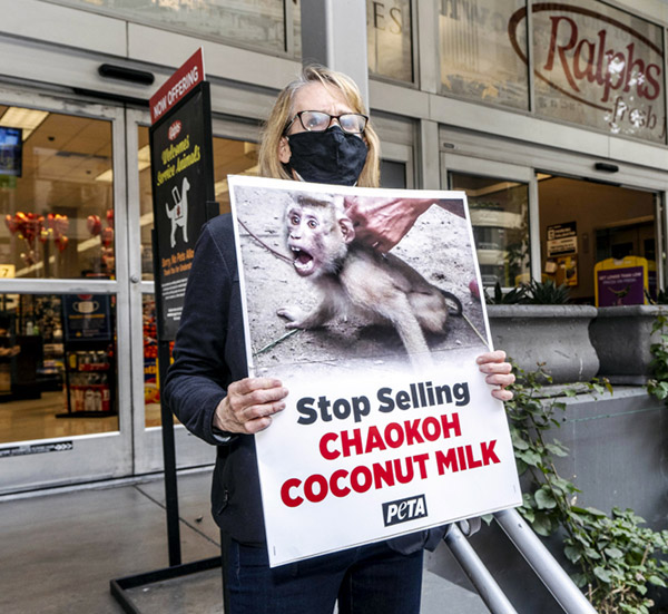Зооактивисты против использования «живых машин» на сборе кокосов