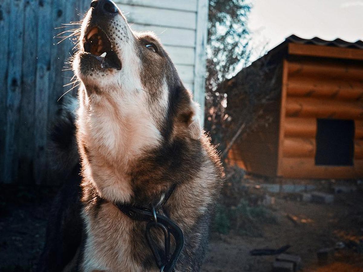 Как избежать нападения собаки: погибшему в Сочи ребенку не рассказали о важном правиле