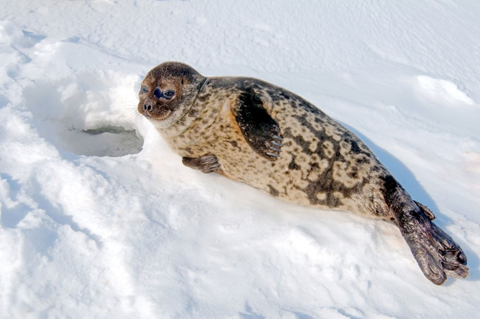 «Кольчатая