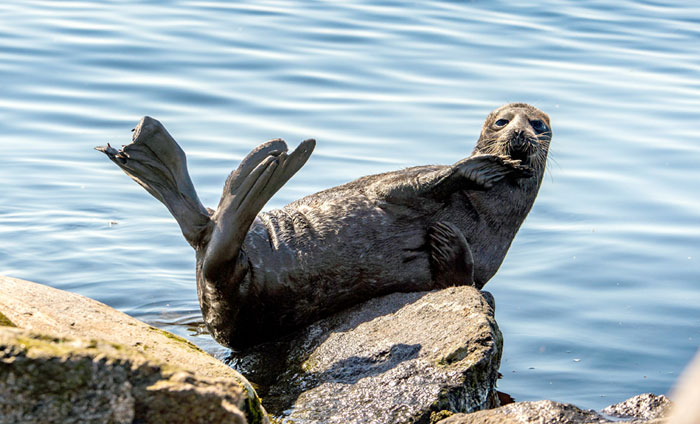 «Ладожская