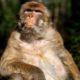 Оспа обезьян уже на границе с Россией: директор НИЦ Гинцбург о том, насколько опасным может стать вирус