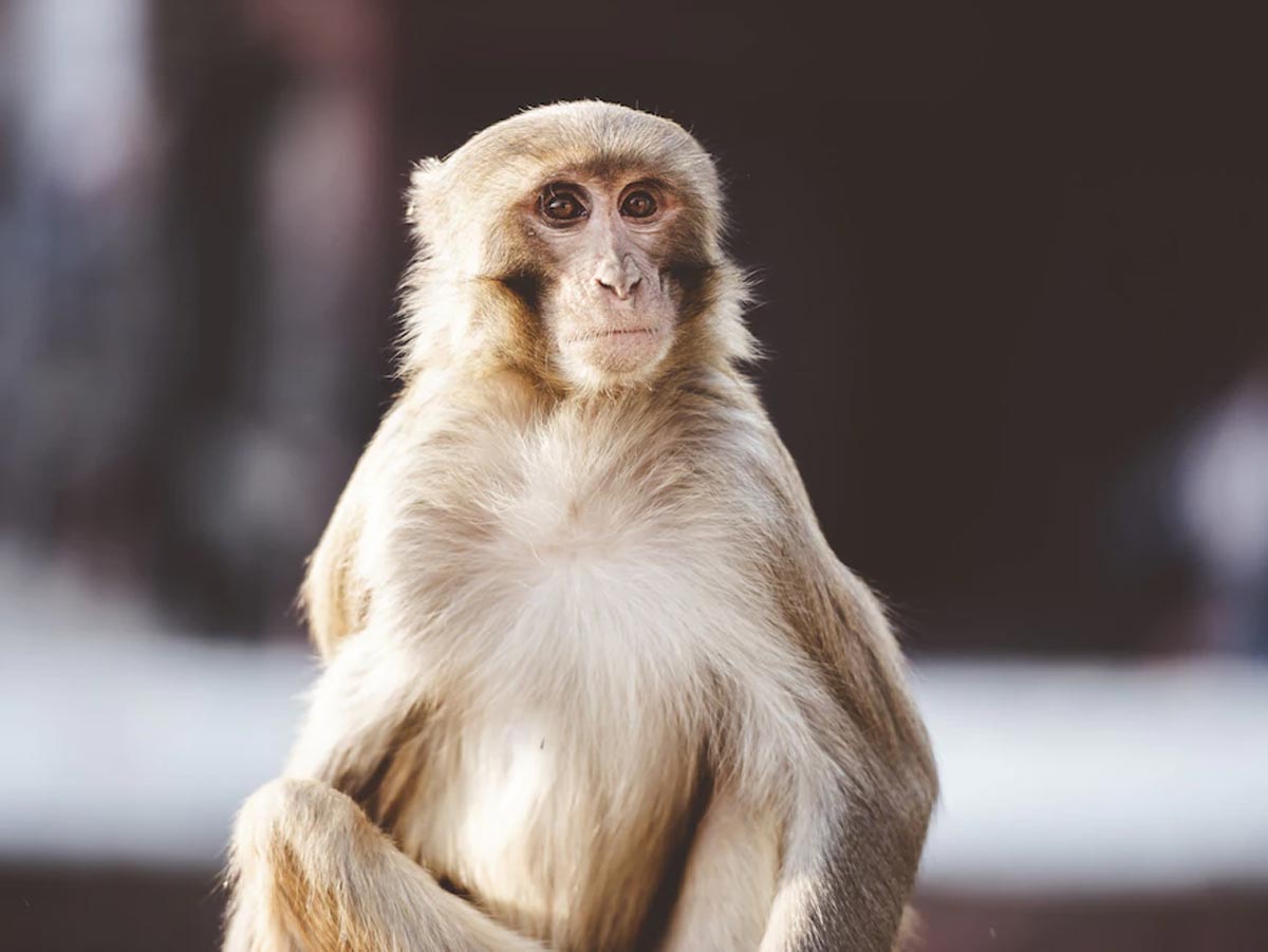 Вспышка вируса оспы обезьян: история болезни, как люди заражаются, какие симптомы