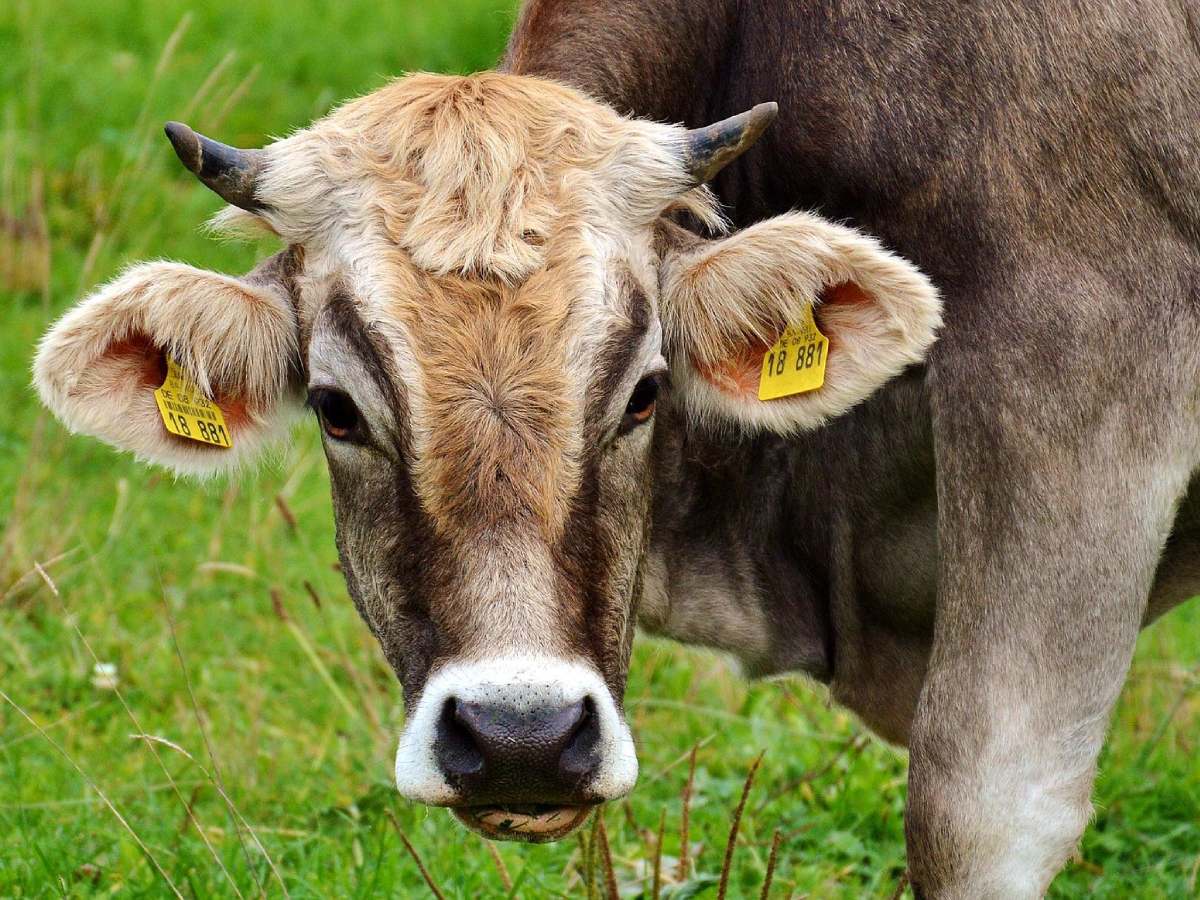 Рост цен и зависимость от импорта: россиян ждет дефицит говядины