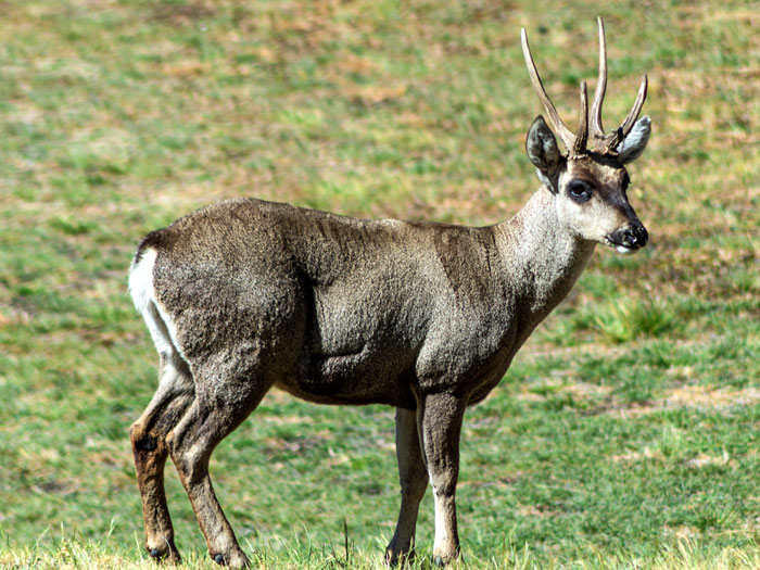 «Южноандский