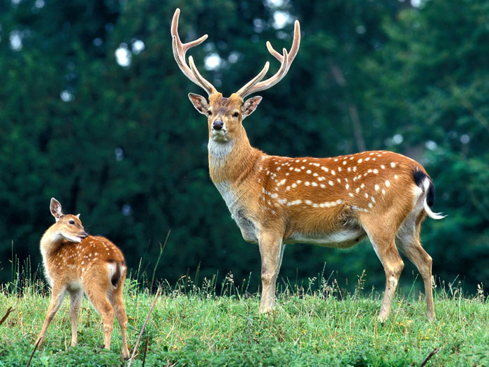 «Пятнистый