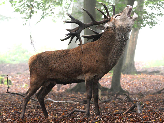 «Благородный