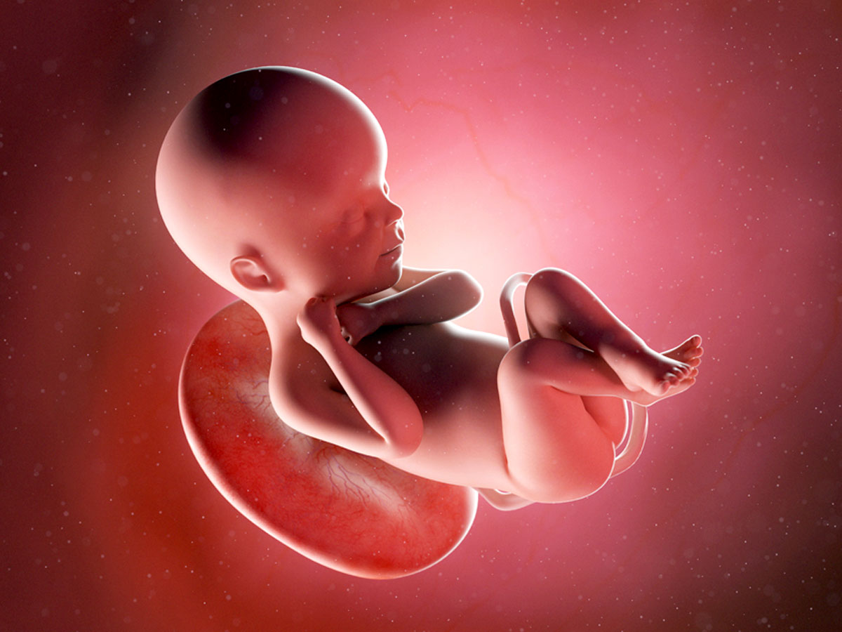 Эмбрионами торгуют с 30-кратным наваром
