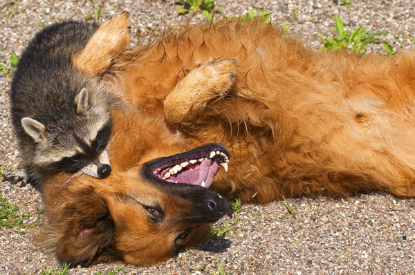 Средние породы собак от 20-ти кг могут спокойно уживаться с енотами, только в случае спокойного темперамента животного и терпения