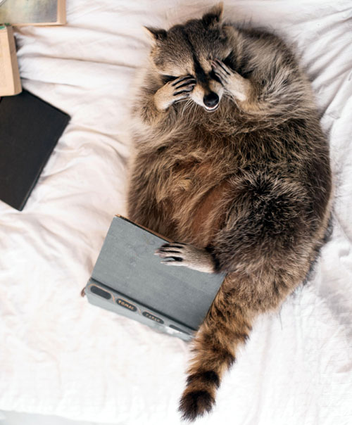 Тонкий слух и ночное зрение - не хуже, чем у кошки