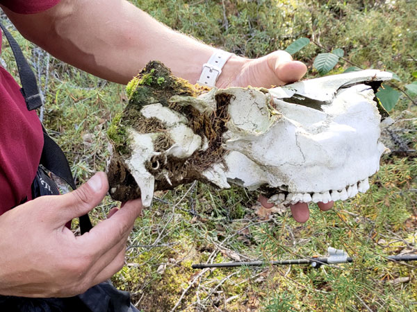 Череп оленя. Кстати, его сброшенные рога - лакомство и источник кальция для грызунов