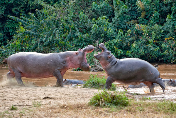 Увидите такое - не подходите близко!
