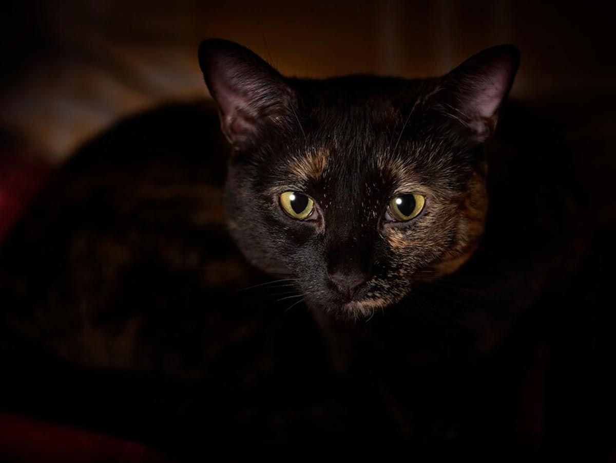 Как кошки видят в темноте и почему у них светятся глаза - Экспресс газета