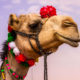 Все как у людей: ради победы на конкурсе красоты верблюдам накачивают губы ботоксом