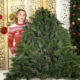 Ёлки-палки: новогоднее деревце после праздника можно переселить на дачу