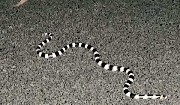 Благодаря полоскам бэнди-бэнди легко заметить и избежать опасной близости