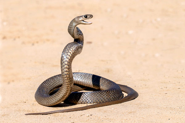 Коричневая сетчатая змея - одна из самых ядовитых в мире