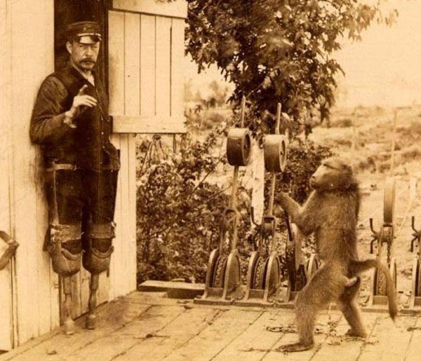 Медвежий павиан Джек переводил стрелки и управлял семафором на железнодорожной станции, помогая хозяину-инвалиду. За работу получал 20 центов в день и полбутылки пива в неделю