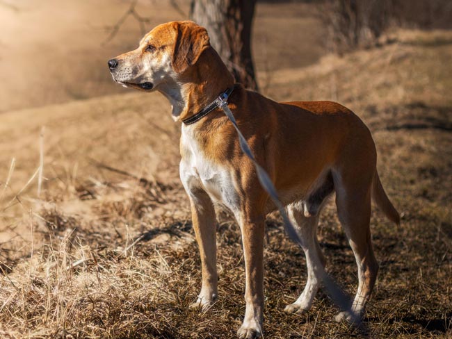 Сделано в России: 7 знаменитых во всем мире пород собак, выведенных в нашей  стране - Экспресс газета