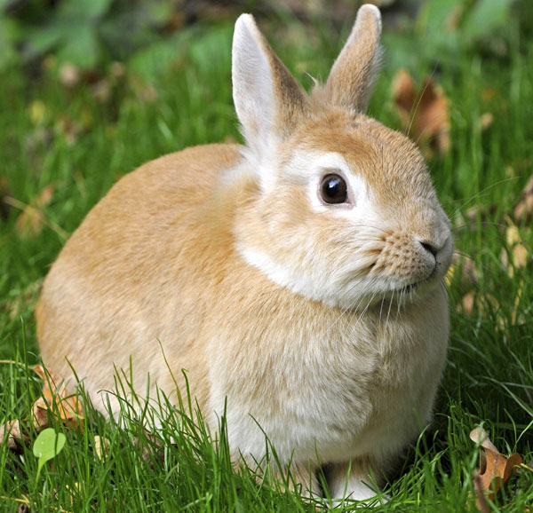 «Кролик»
