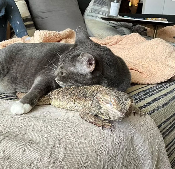 - Дружба кота и ящерицы - это нечто особенное, - тонко подметил в соцсетях один из доморощенных натуралистов