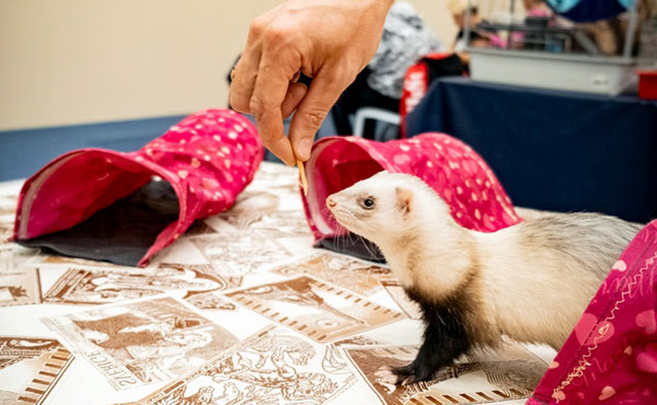 На выставках пушистые конкурсанты щеголяют в костюмах и проходят аджилити - веселую полосу препятствий