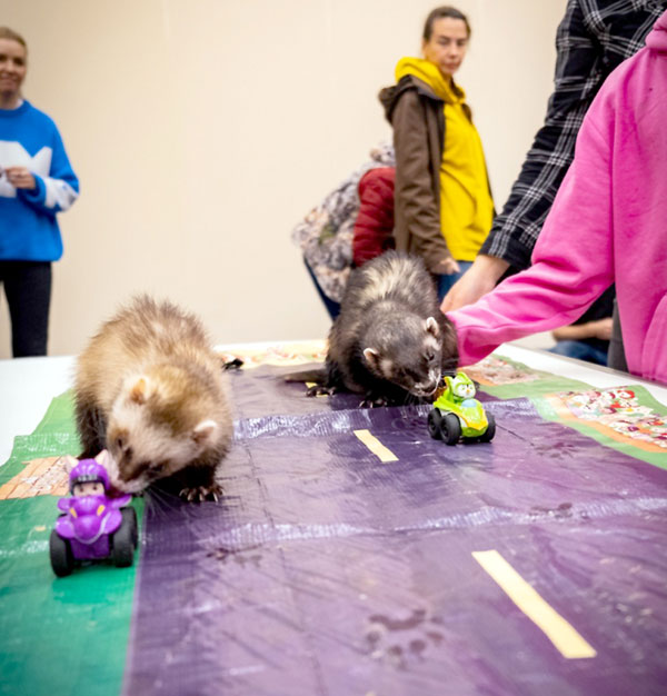 На выставках пушистые конкурсанты проходят аджилити - веселую полосу препятствий