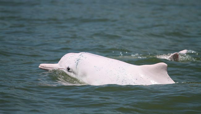 Китайский-белый-дельфин