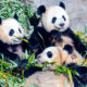 Китайский сюрприз: пандам показывают порнофильмы, но они все равно ленятся размножаться
