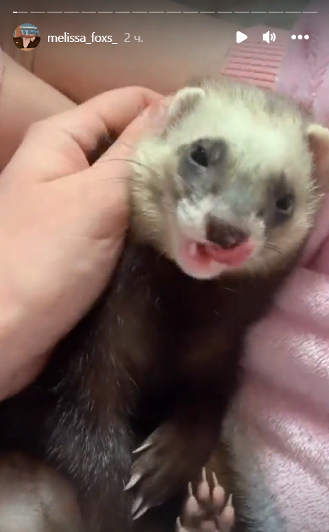 Из Stories Волынкиной