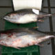 «Телятина» с морских глубин: накапливая тяжелые металлы, тунец становится смертельно опасным