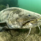 Чудо-юдо рыба-сом: усатый обитатель рек предпочитает лягушек и саранчу, но может и человека утопить