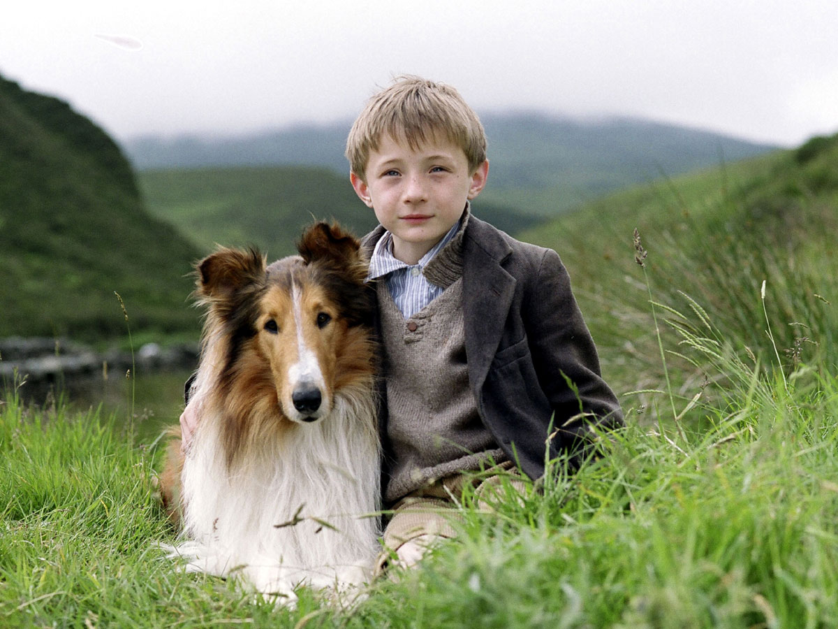 Иногда они возвращаются: компас в ухе помогает четвероногим определять геолокацию