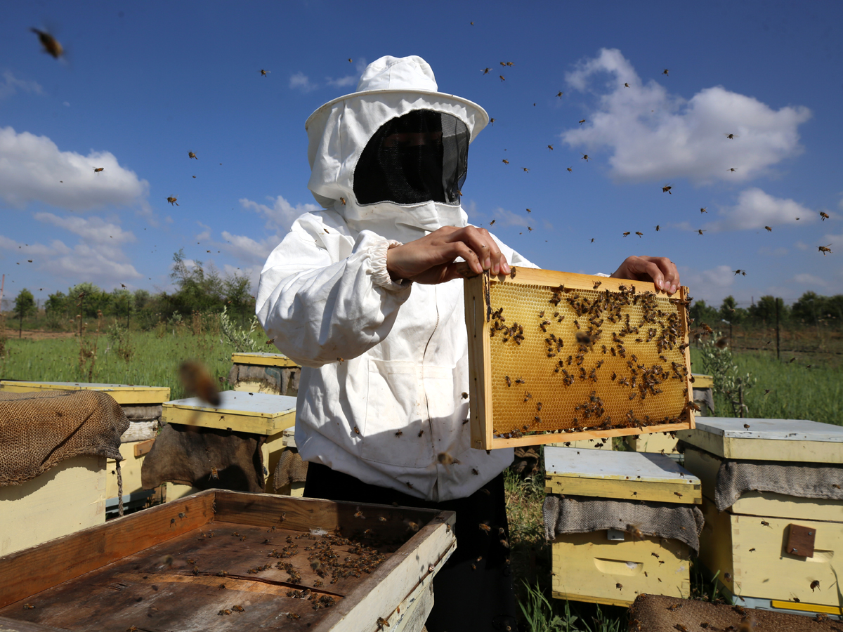 Монстры с осиной талией. Укус жалящих тварей в горло или в рот смертельно опасен