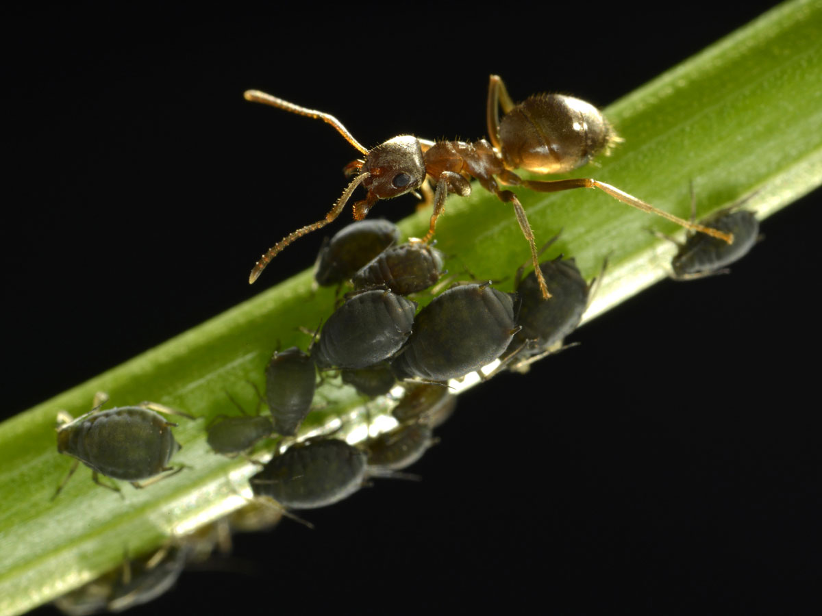 Муравьиная возня: шестиногие насекомые соображают лучше человека