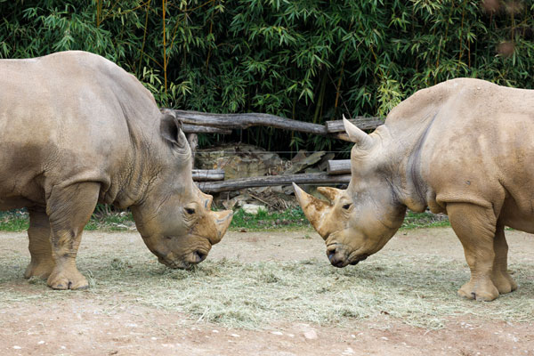 «Носороги»