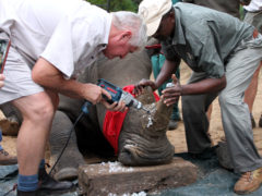 Носорогов губят браконьеры и импотенты