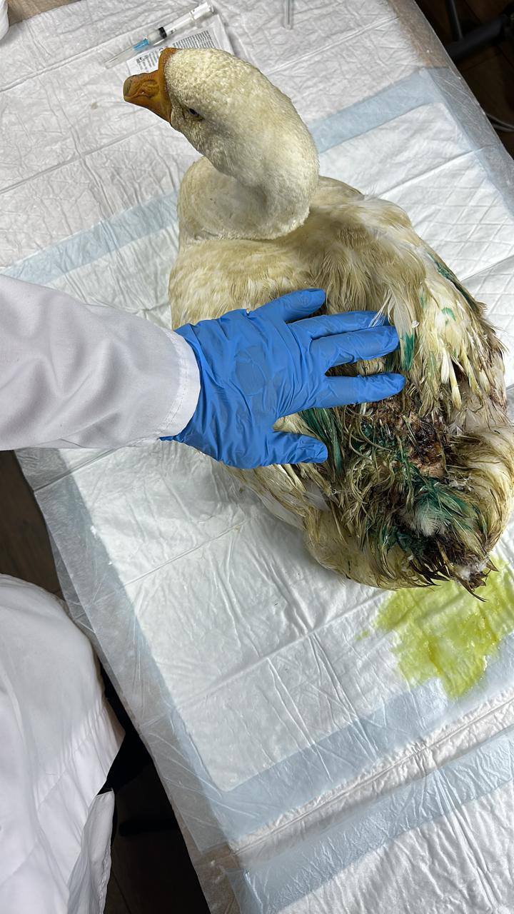 Шансы выжить стремятся к нулю: на «Доме 2» случилось страшное