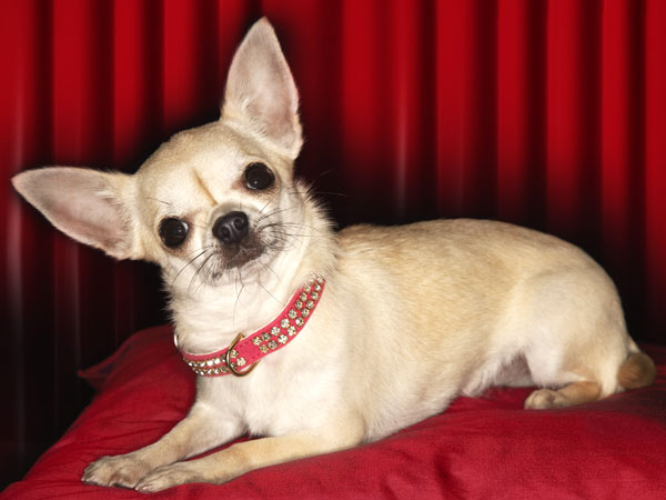 «Чихуахуа»