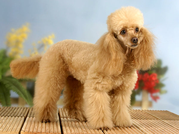 «Карликовый