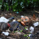 Костромские власти хотят завалить экологически чистый лес мусором