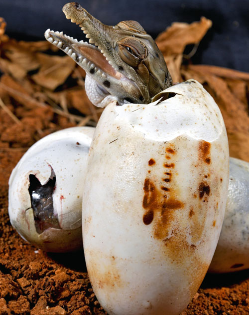 Крокодилeg_6